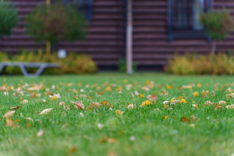 fallen yellow and brown leaves scattered across a green lawn