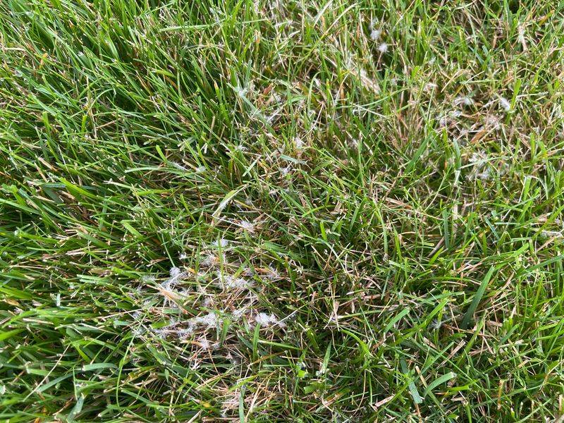 Fights Fungal Diseases Naturally