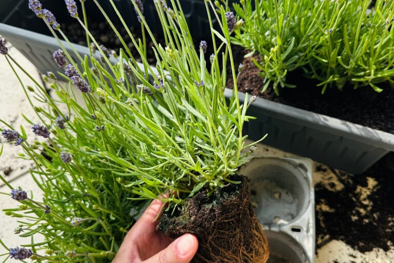 woman planting lavender