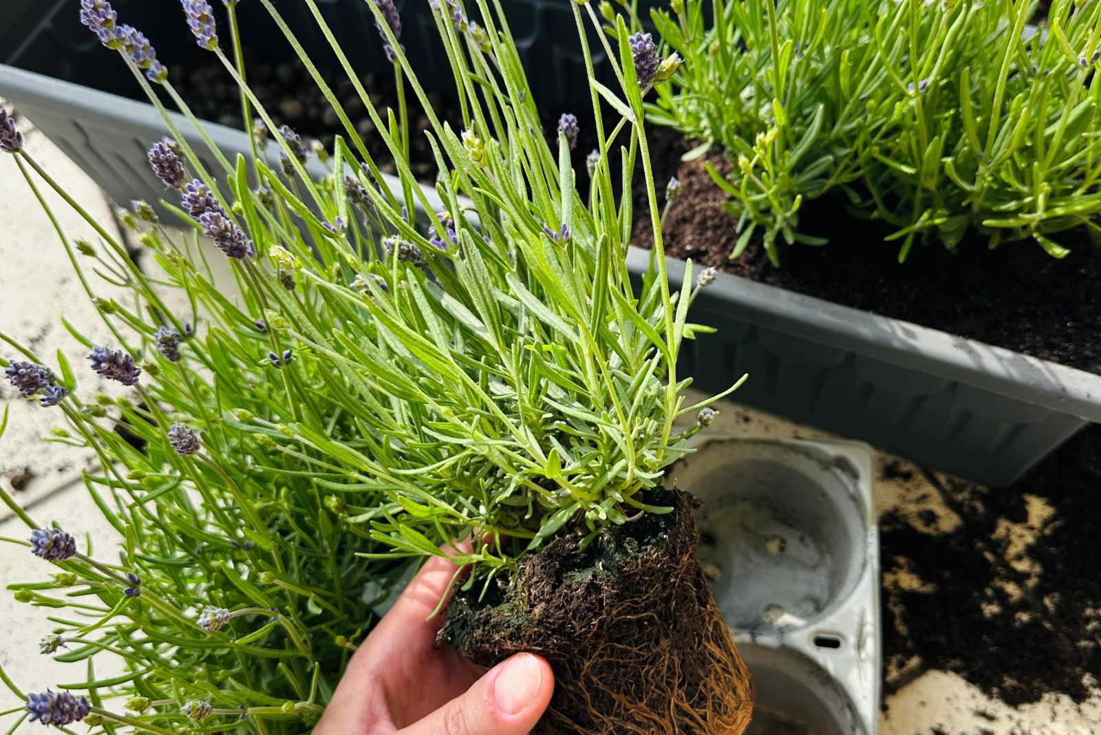 Why California Gardeners Should Think Twice Before Dividing Lavender
