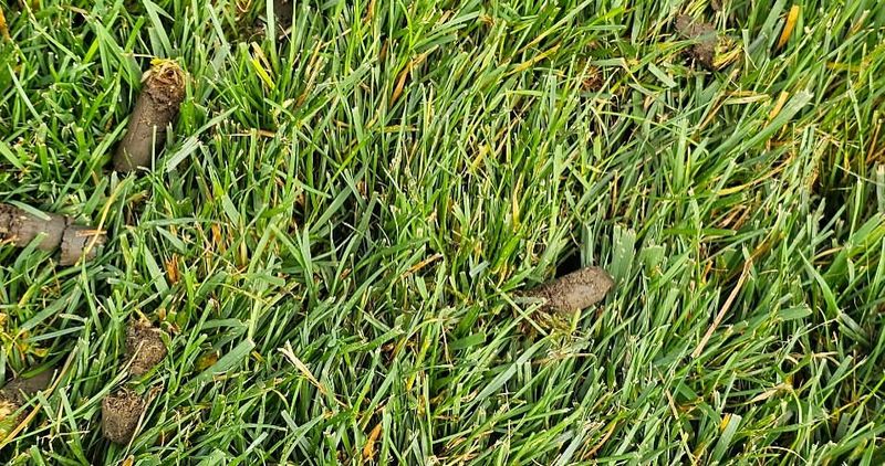 Cooler Temperatures Reduce Lawn Stress