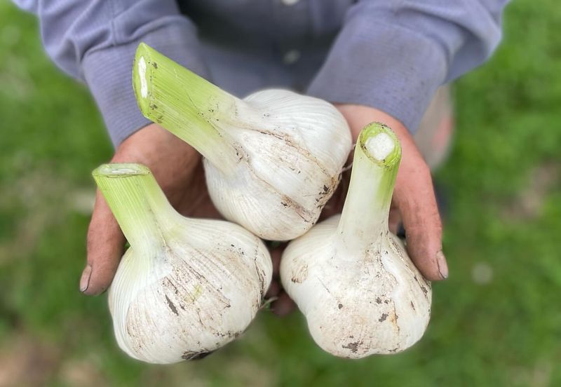 Cool Weather Triggers Strong Root Development