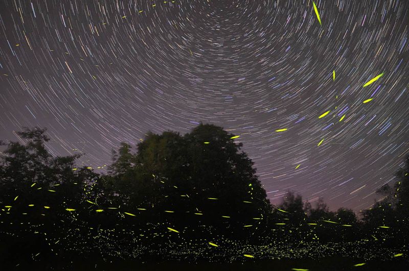 Light Pollution Disrupts Their Glow