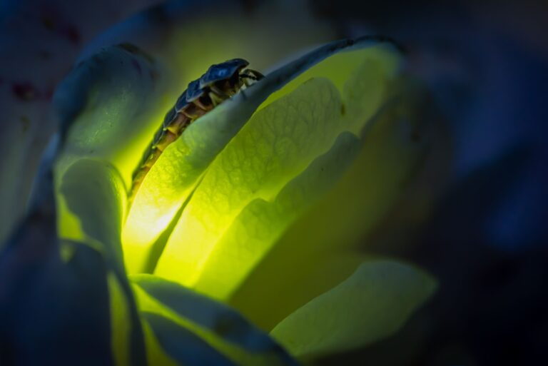 firefly glowing on a leaf