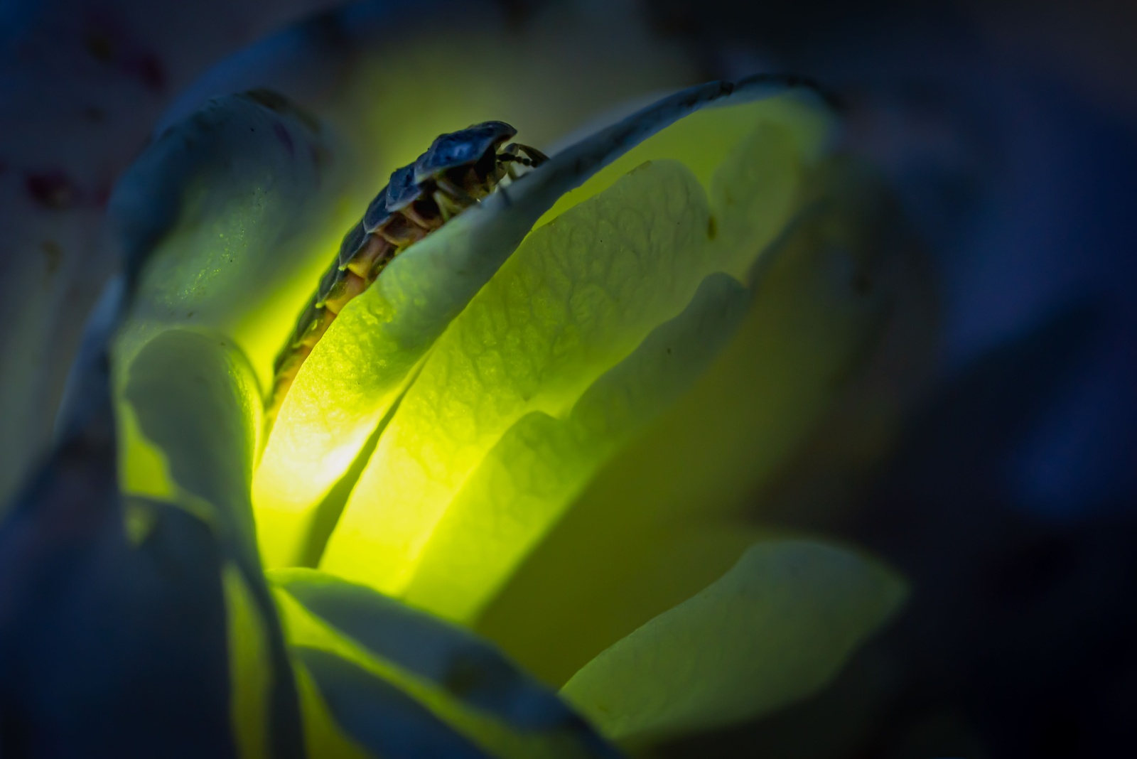 Why Fireflies Are Fading Away Across Louisiana