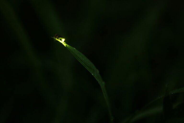 A glowing firefly