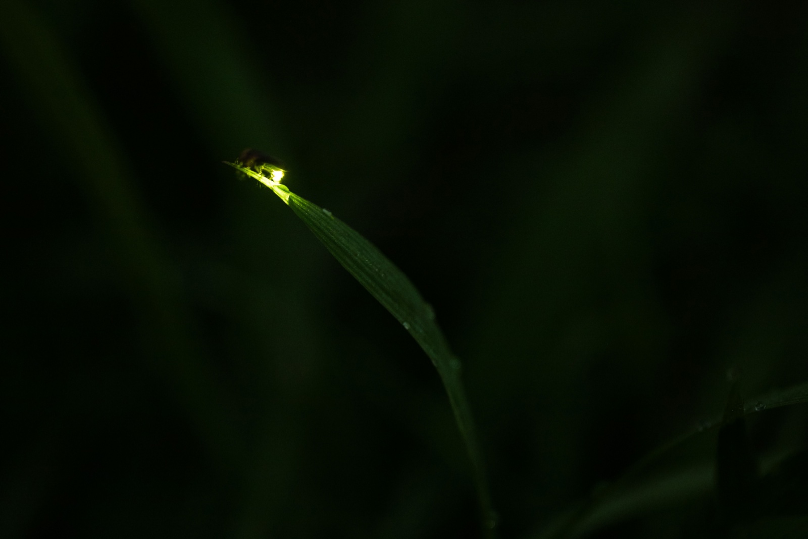 Why Fireflies Are Slowly Disappearing In Kansas