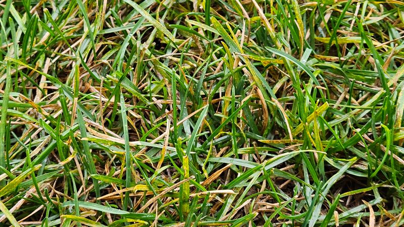 Fighting Fungal Growth Naturally