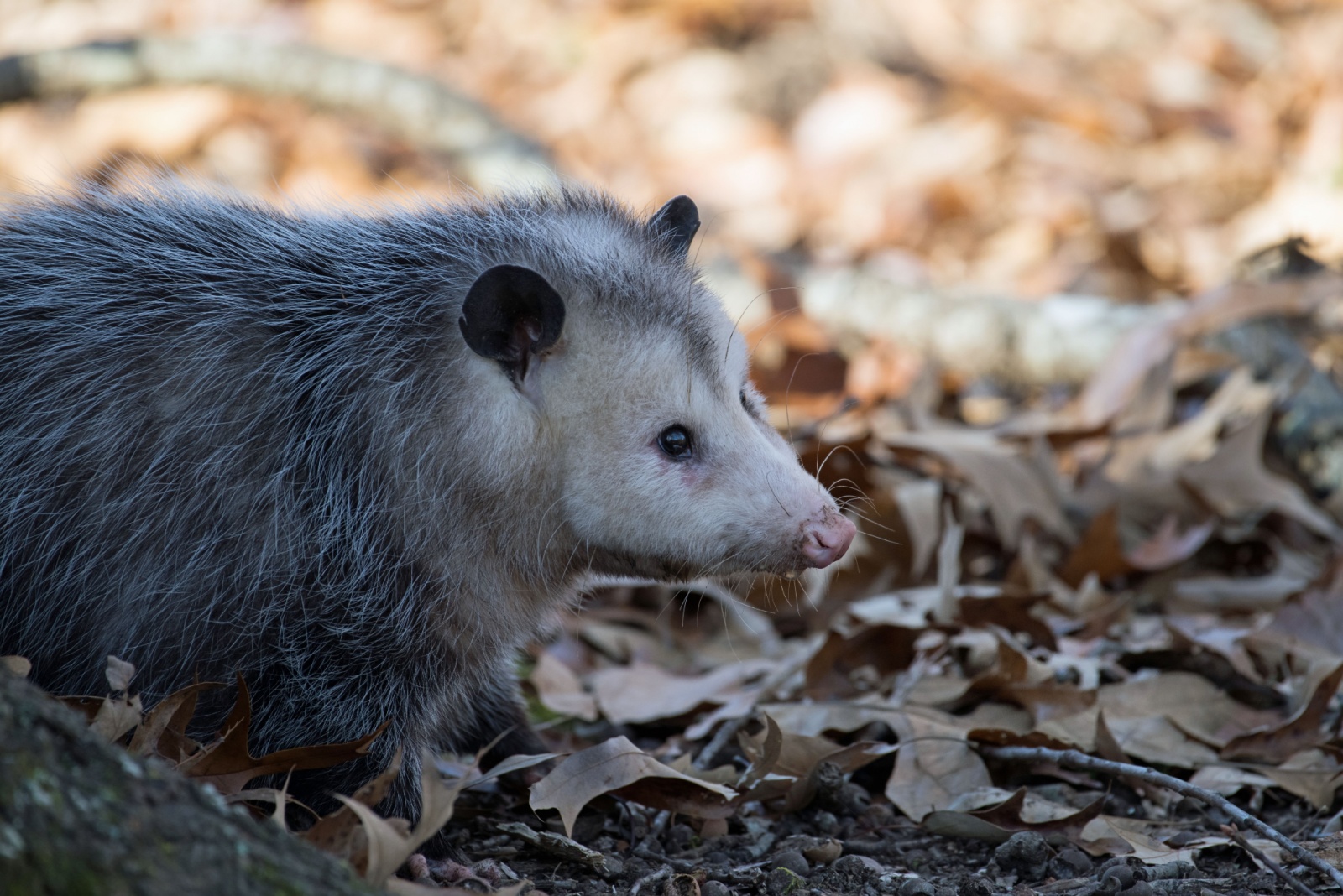Why Indiana Homeowners Should Think Twice Before Chasing Possums Away