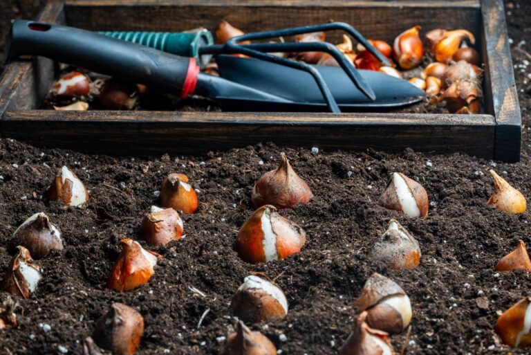 Tulip bulbs planted in soil