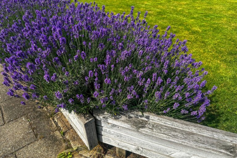 Lavender behind a wooden border