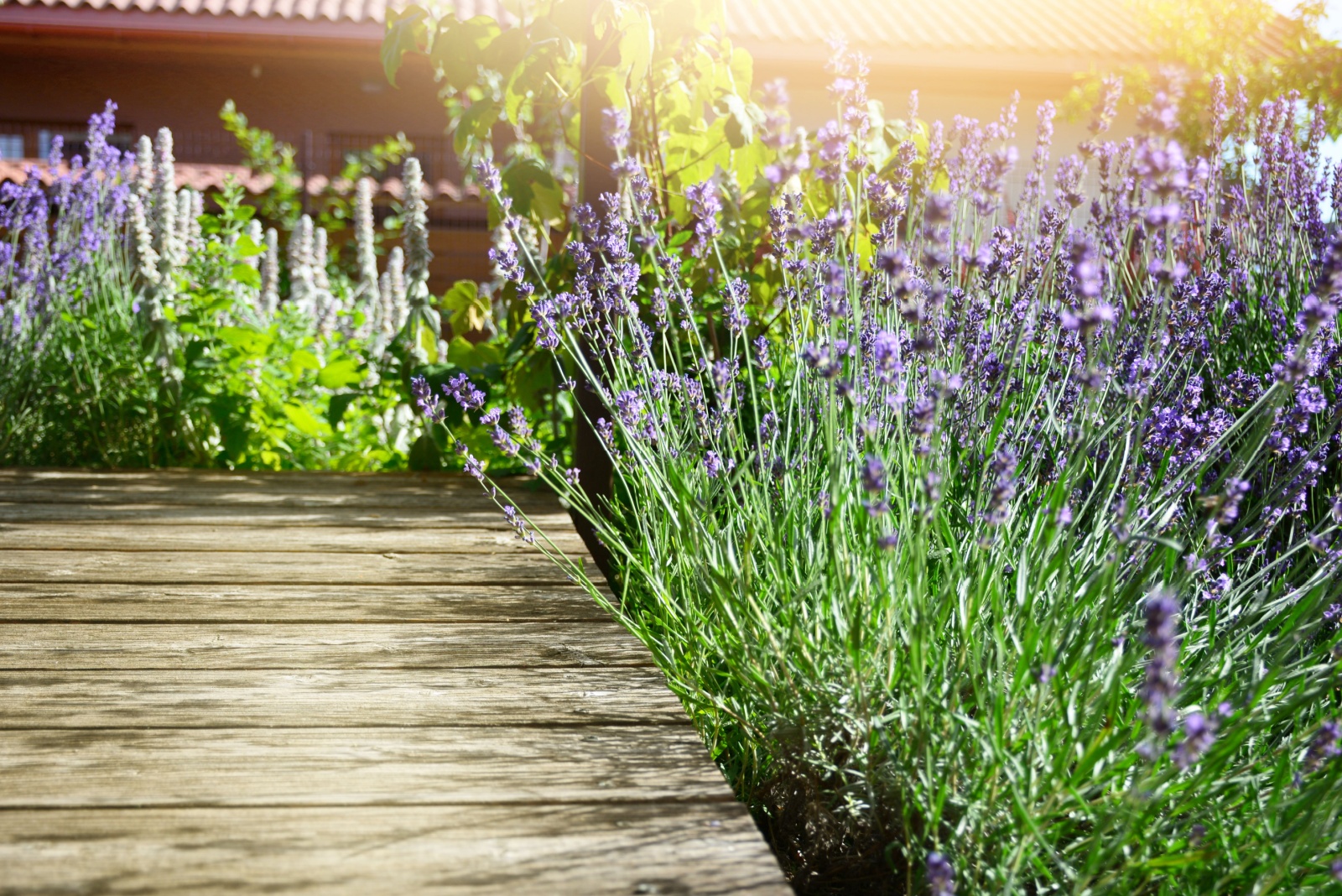 lavender in bloom