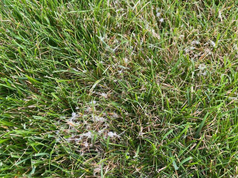 Fighting Fungal Diseases Naturally