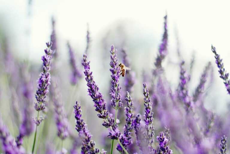 bee on a lavender flower