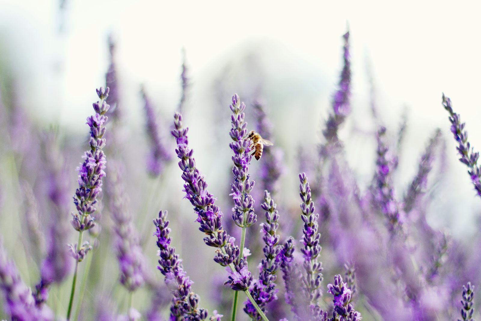 Why Ohio Homeowners Are Planting Lavender Near Their Patios This Year