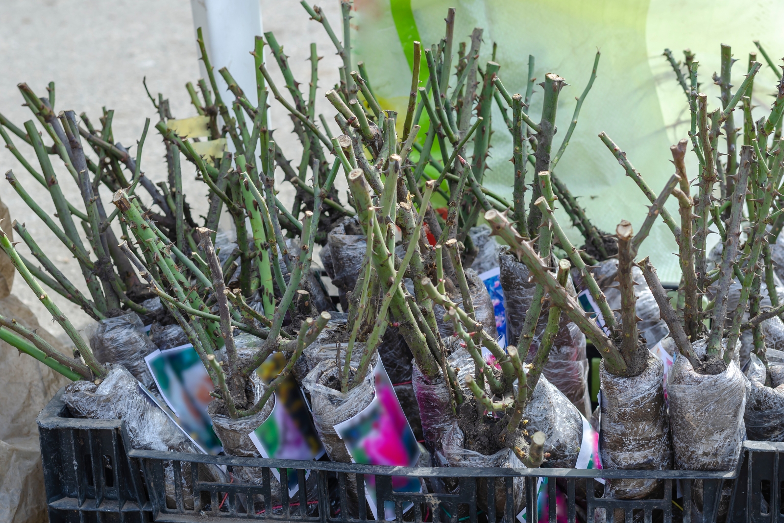 Why Oregon Gardeners Are Planting Bare Root Roses Now
