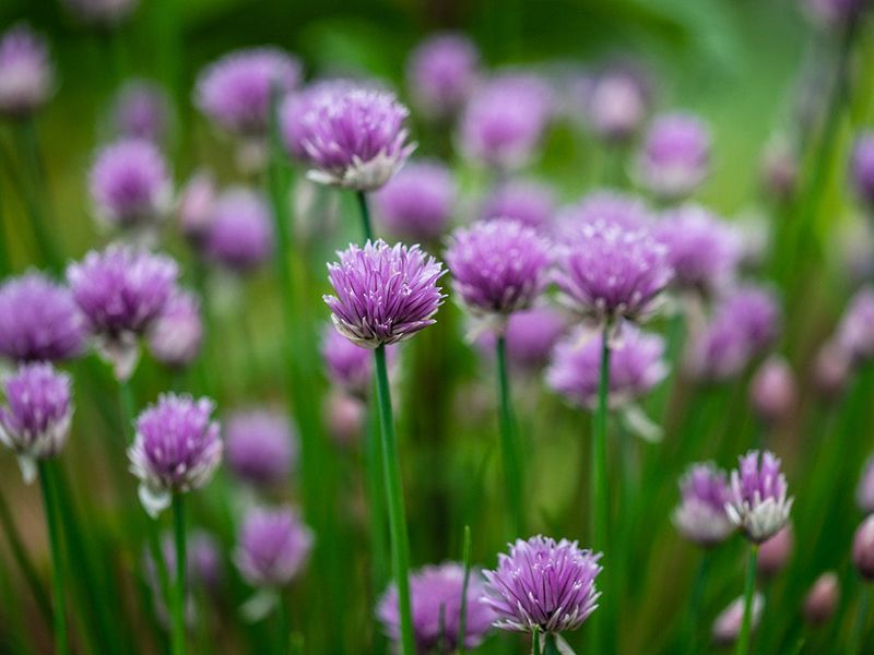 Chives Keep Growing Long After Other Herbs Fade