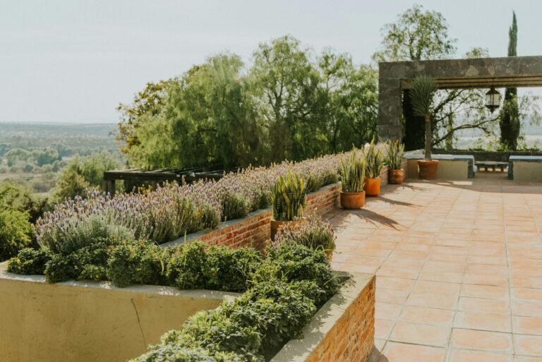 lavender around patio