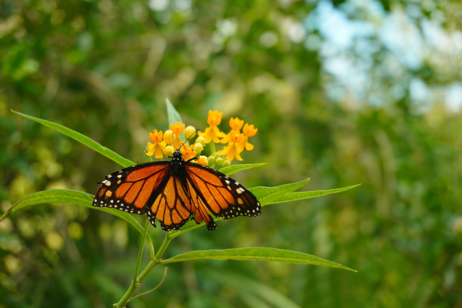 Why Planting Milkweed Matters More Than Ever This Fall In Pennsylvania
