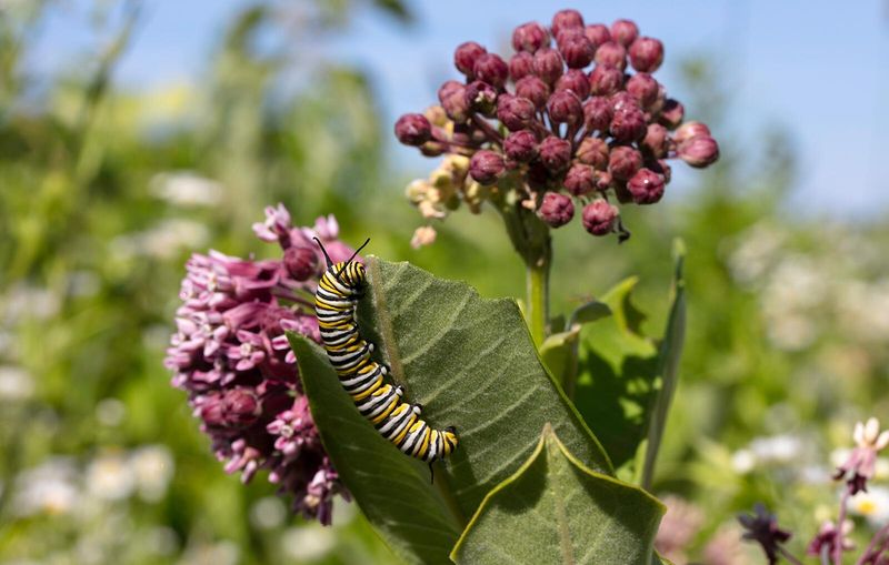 Monarch Butterflies Depend On Milkweed For Survival