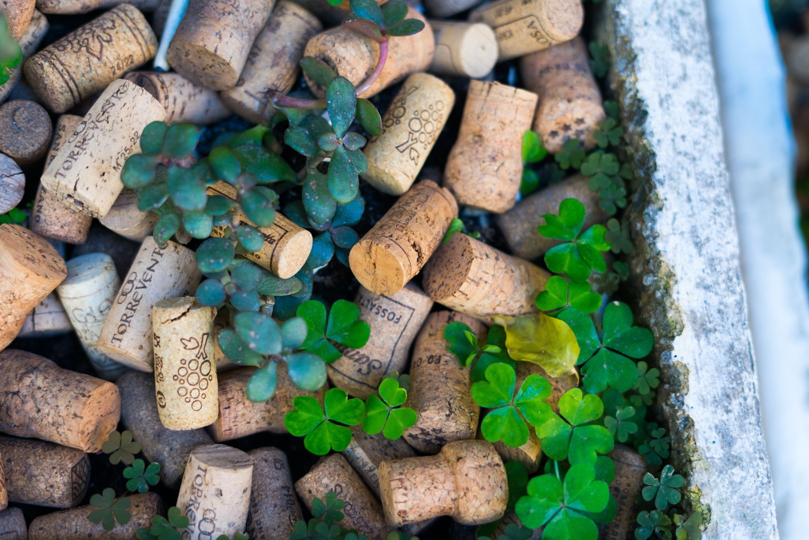 Why Texas Gardeners Are Putting Old Corks In Their Flower Pots