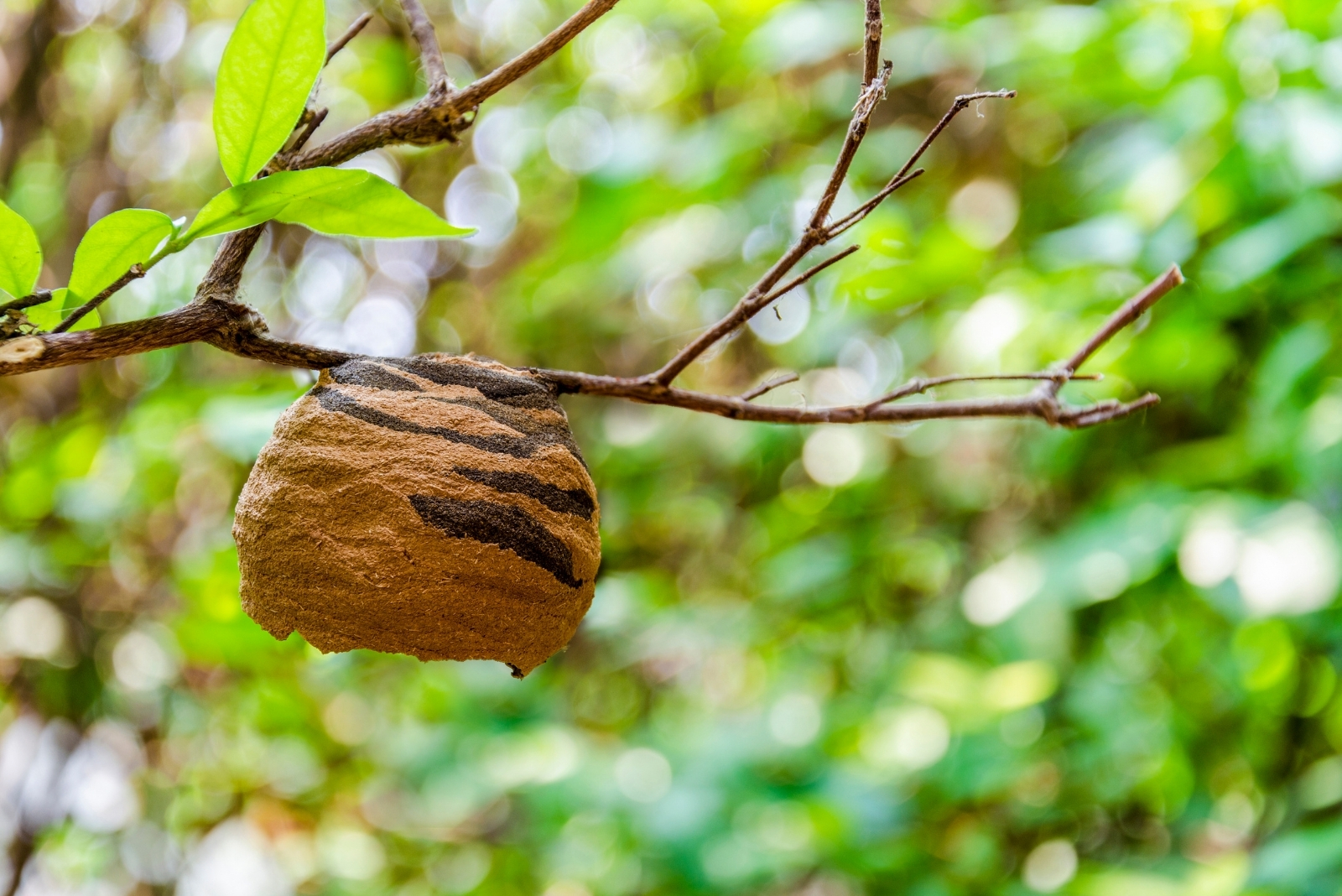 Why That Ball Of Leaves In A Georgia Tree Might Not Be A Bird Nest