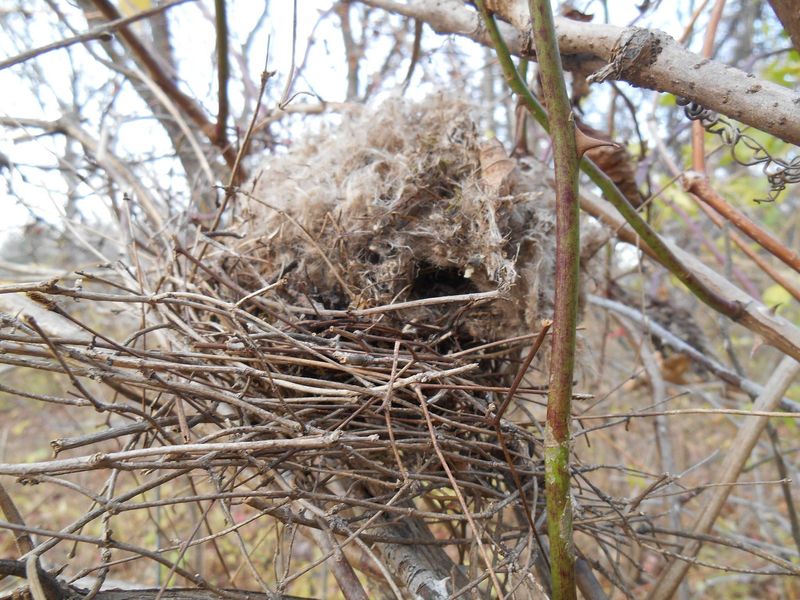 It Could Be a Squirrel's Drey