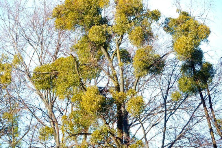 tree (featured image)