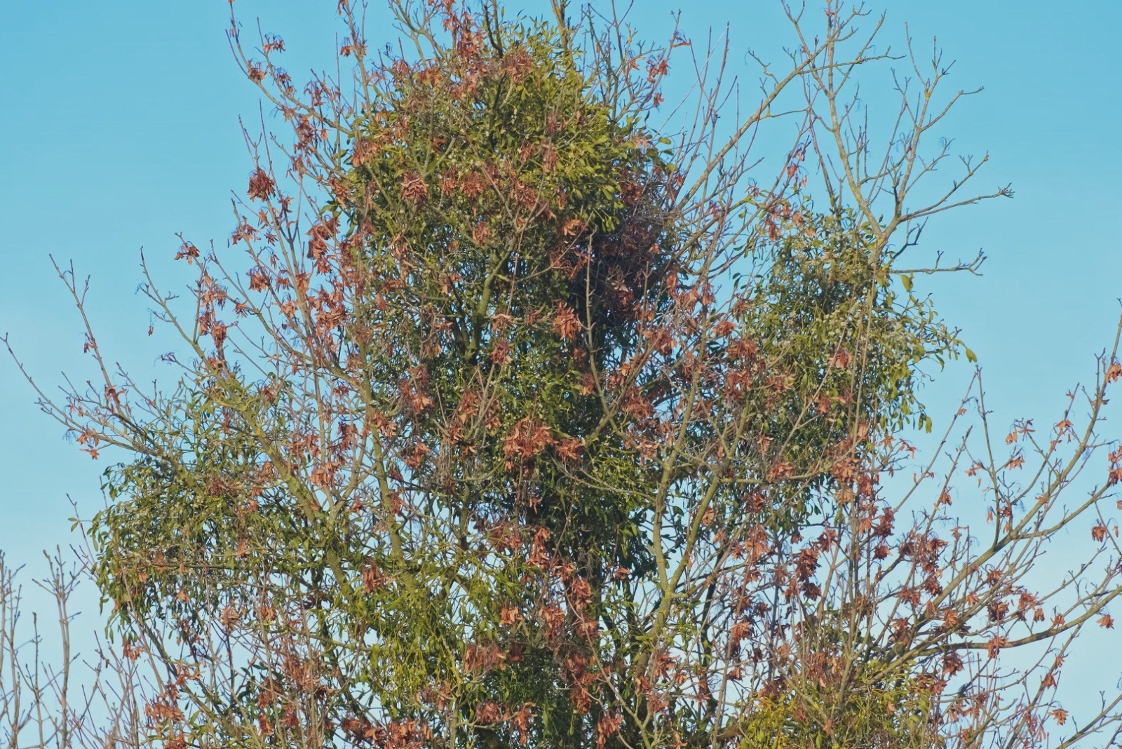 Tree Infested with Large Clumps of Mistletoe