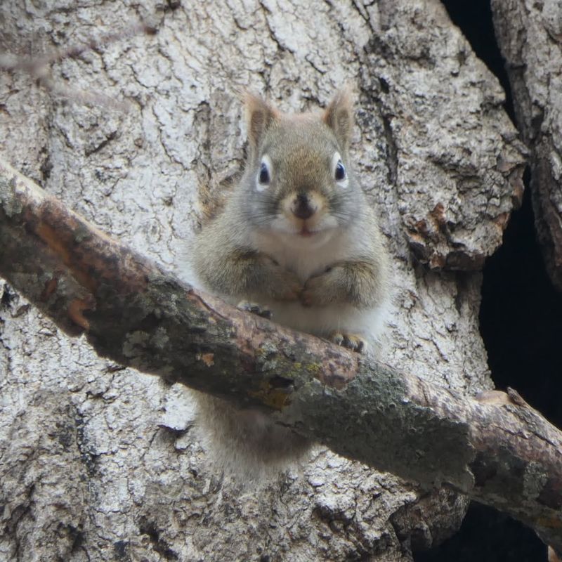 Squirrel Dreys Are Cozy Homes