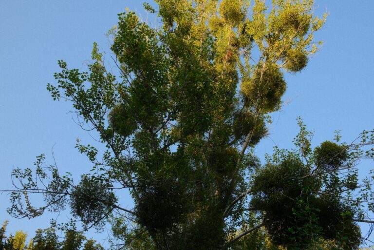 A tree is seen with several clumps of mistletoe against a clear blue sky.
