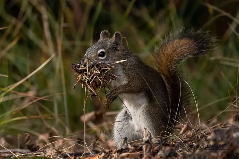 Squirrel Dreys Are The Real Architects