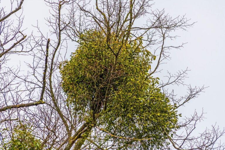 A view of mistletoe growing in a the upper branches of a tree
