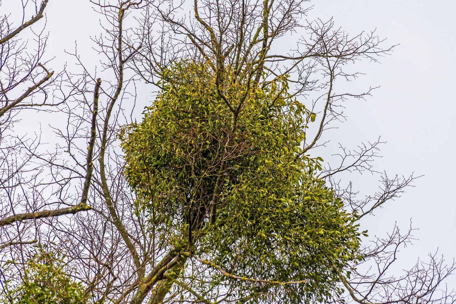 Why That Ball Of Leaves In Your Pennsylvania Tree Might Not Be A Bird Nest After All