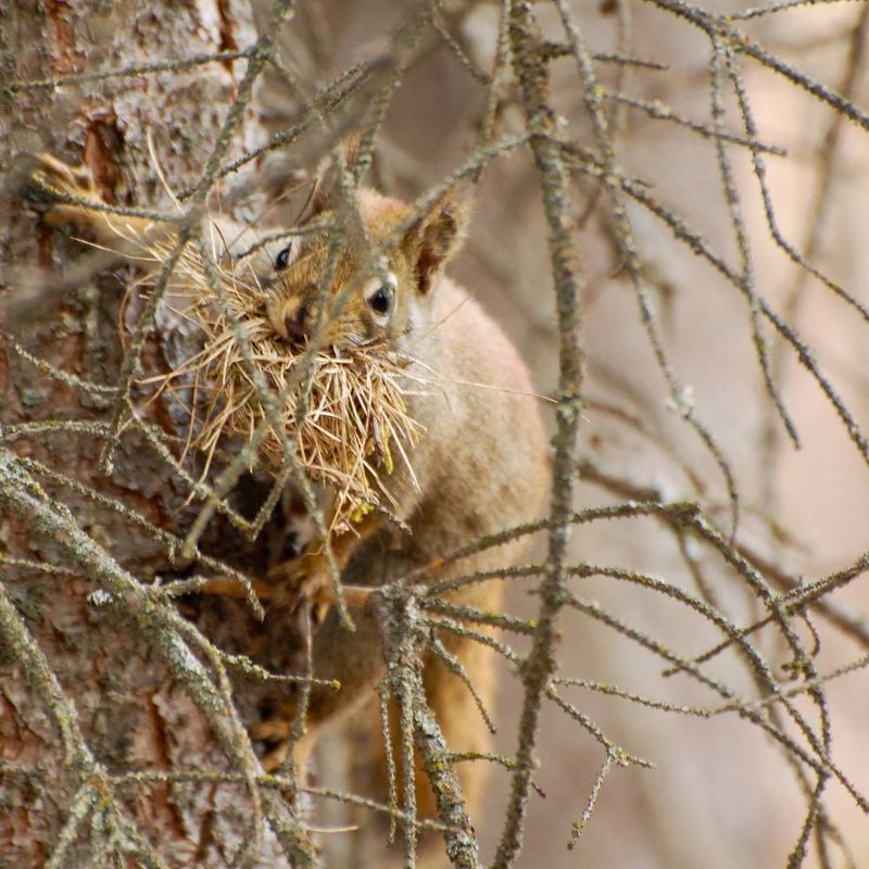 Squirrel Dreys Are Cozy Winter Homes
