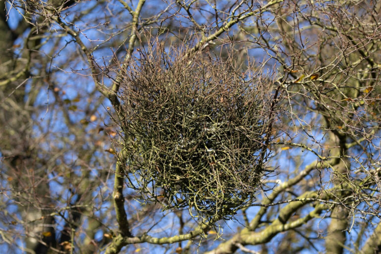 tree (featured image)