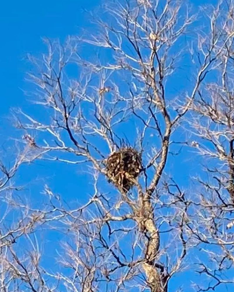 Squirrel Dreys Are Common Throughout Louisiana