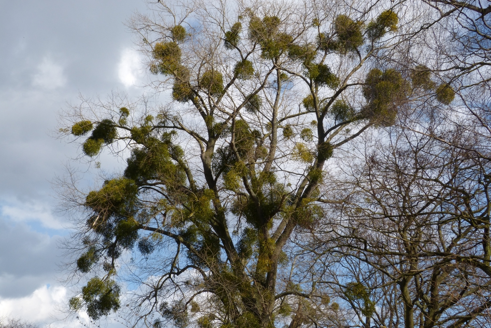 Why That Clump Of Leaves In A New York Tree Might Not Be A Nest