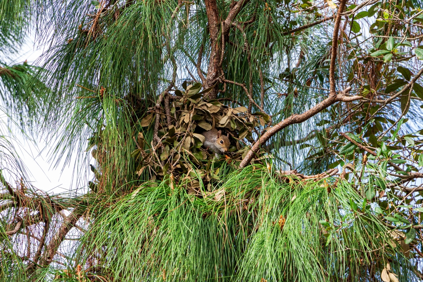 Why That Cluster of Leaves in California Isn’t a Bird Nest