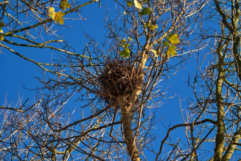 Squirell's nest called drey