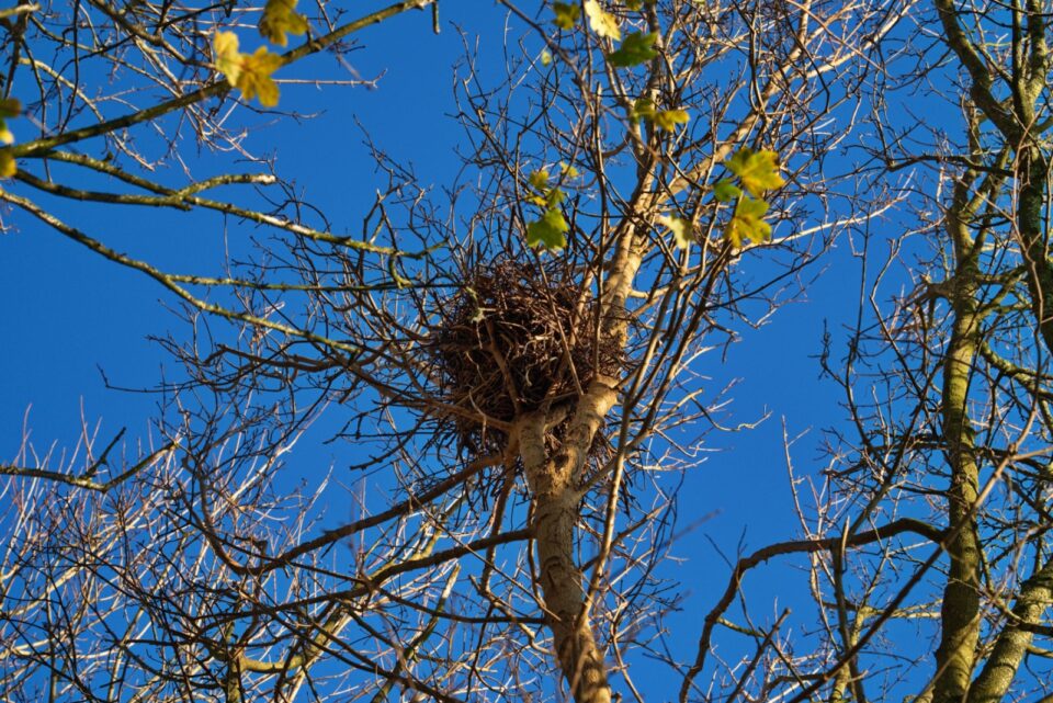 Isn't Tree Why That Mysterious Ball Of Leaves In Your Oregon Tree Isn't What You Think