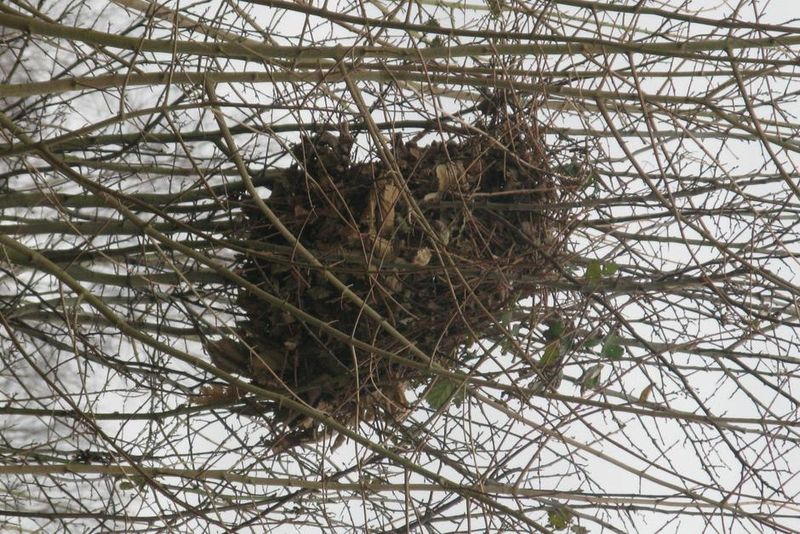 Squirrel Dreys Are Architectural Masterpieces