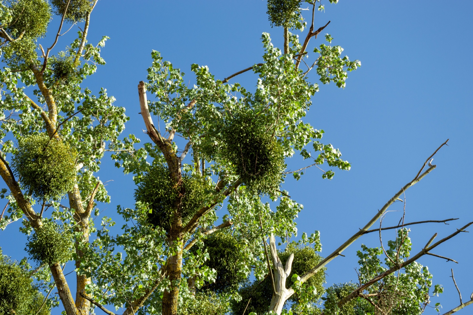 Clusters of green mistletoe grow on a tall tree