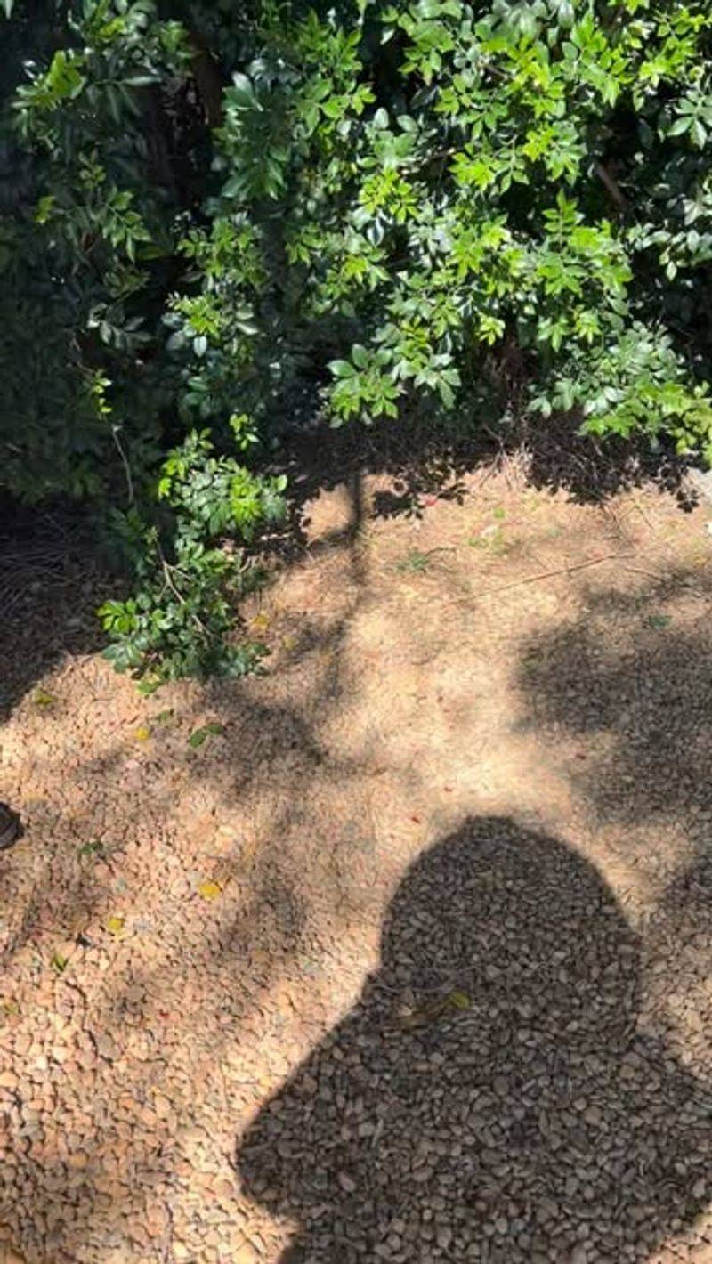 Packed With Essential Minerals Your Soil Craves