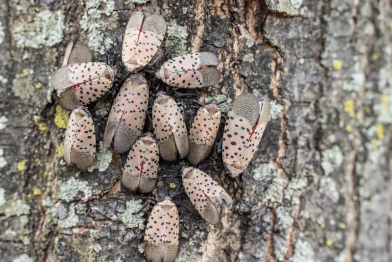 Spotted Lanternflies