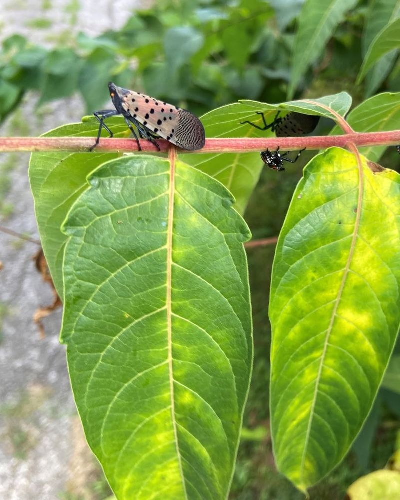 It's The Preferred Host Plant For Lanternflies