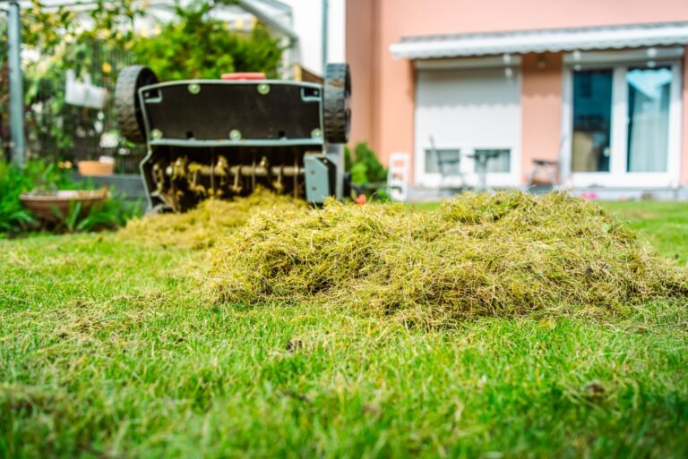 Dethatching lawn