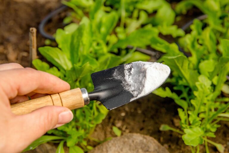 hand holding gardening trowel spade with pile of baking soda