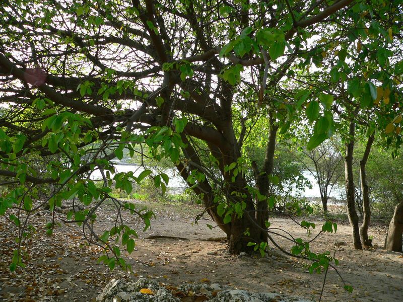The Hidden Dangers Of The Manchineel Tree
