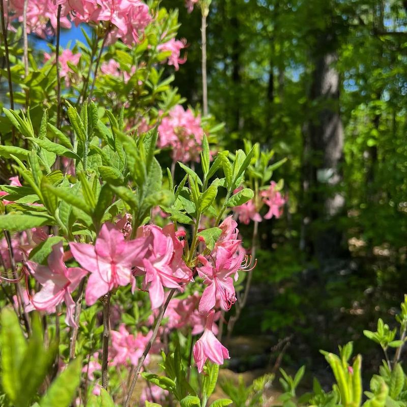 Native Plant Perfectly Suited To New Jersey Soil